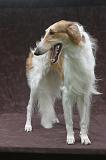 BARZOI 188